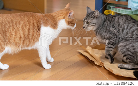 にらみ合う二匹の猫 112884126