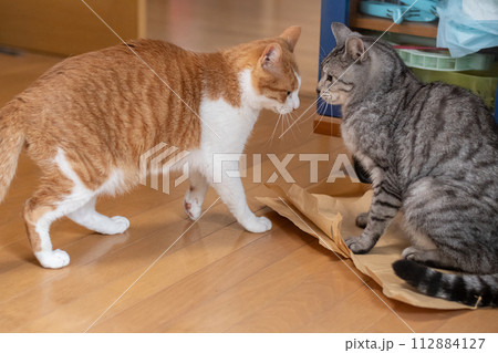 にらみ合う二匹の猫 112884127