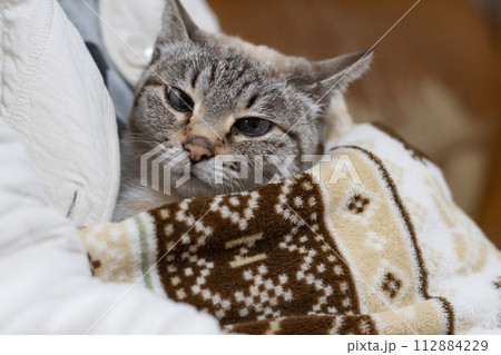 毛布の中の猫 シャムトラ猫 毛布の中の猫 シャムトラ猫 112884229