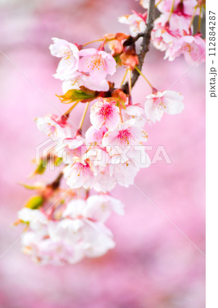 春の訪れを告げる河津桜 春の訪れを告げる河津桜 112884287