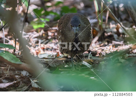 林の中でそっと獲物を狙うミゾゴイ 林の中でそっと獲物を狙うミゾゴイ 112884503