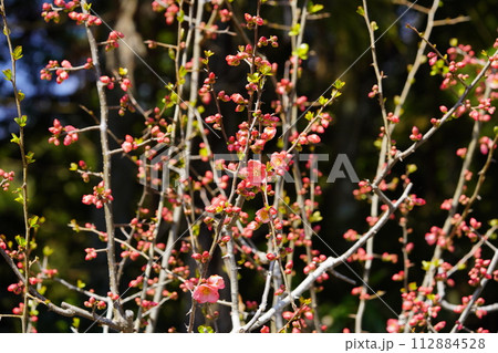 早春・ブラックバックのボケ（木瓜）の花7 112884528