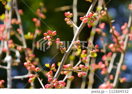 早春・ブラックバックのボケ（木瓜）の花3 112884532
