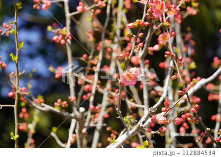 早春・ブラックバックのボケ(木瓜)の花1 早春・ブラックバックのボケ(木瓜)の花1 112884534