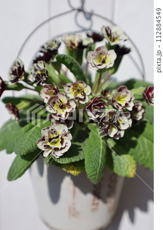 おしゃれなプリムラの花を飾る 112884549