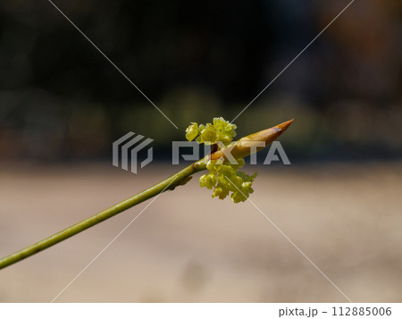 クスノキ科の落葉低木　クロモジの花 112885006