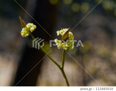 クスノキ科の落葉低木 クロモジの花 クスノキ科の落葉低木 クロモジの花 112885010