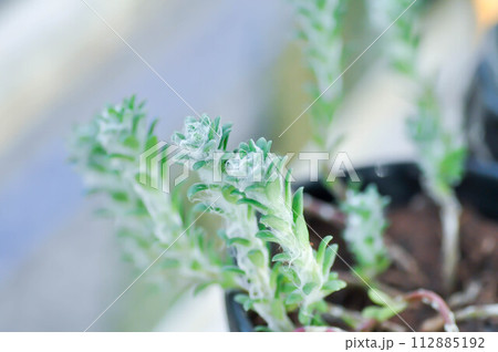 Portulaca werdermannii or Portulaca, Moss Rose or Sun plant or Sun Rose or purslane or pussley flower Portulaca werdermannii or Portulaca, Moss Rose or Sun plant or Sun Rose or purslane or pussley flower 112885192