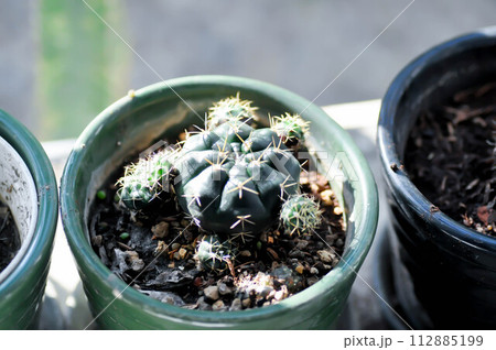 Gymnocalycium damsii v tucavocense, gymnocalycium damsii ssp or cactus 112885199
