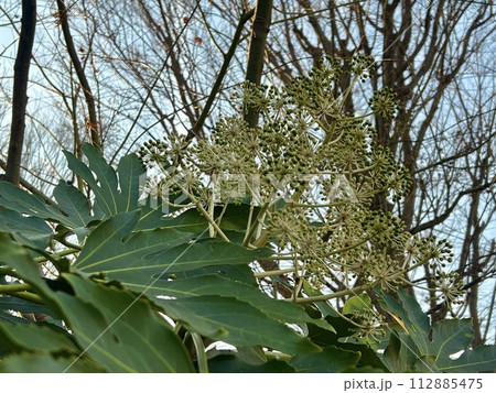大きく成長したヤツデと木立/The plant 112885475