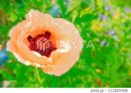 美しいサーモンピンクのオリエンタルポピー 112885496