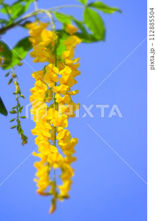 快晴の青空と満開の黄花藤（金鎖） 112885504