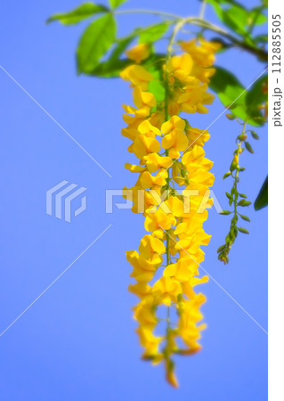 快晴の青空と満開の黄花藤（金鎖） 112885505