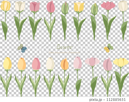 各種鬱金香的插圖集 各種鬱金香的插圖集 112885631