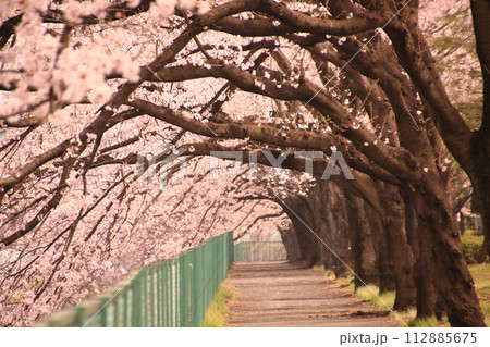 桜のトンネルを歩く 桜のトンネルを歩く 112885675