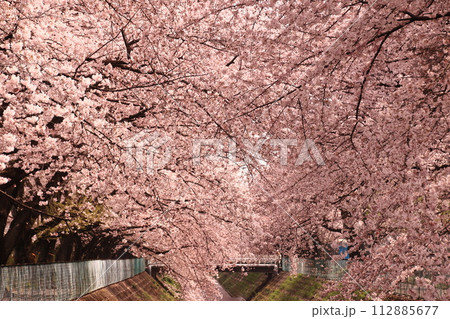 桜のトンネル 桜のトンネル 112885677