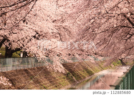 川沿いに咲く満開の桜 川沿いに咲く満開の桜 112885680