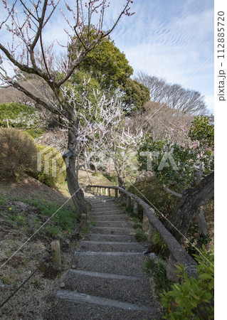 春に咲き誇るたくさんの梅の花 春に咲き誇るたくさんの梅の花 112885720