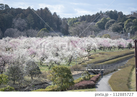 春に咲き誇るたくさんの梅の花 春に咲き誇るたくさんの梅の花 112885727