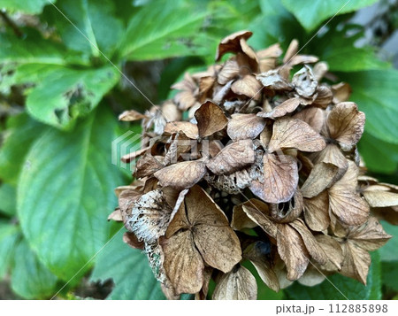枯れて、葉が虫喰いの紫陽花(アジサイ)/The hydrangea 112885898