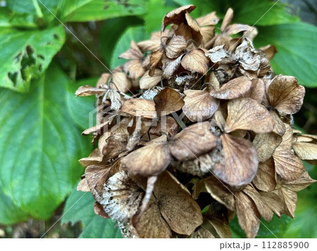枯れて、葉が虫喰いの紫陽花(アジサイ)/The hydrangea 112885900