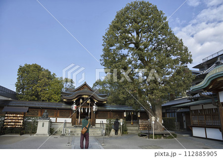 晴明神社　御本殿と御神木　横構図1 112885905