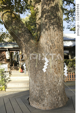 晴明神社 御神木 縦構図1 晴明神社 御神木 縦構図1 112885948