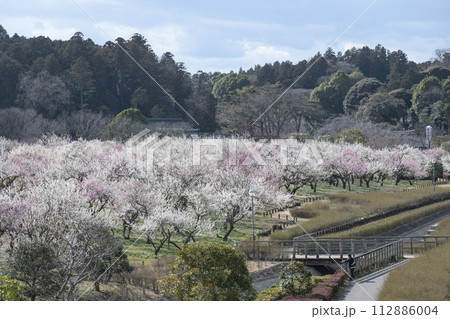 春に咲き誇るたくさんの梅の花 112886004