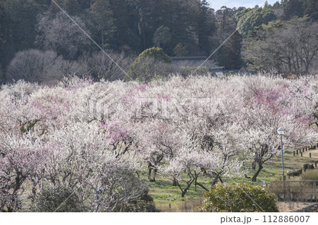 春に咲き誇るたくさんの梅の花 112886007