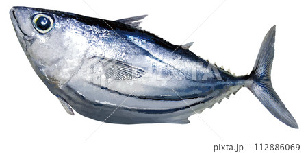 大きな目にふっくら丸い本カツオのフォトレタッチ・切り抜きイラスト。 大きな目にふっくら丸い本カツオのフォトレタッチ・切り抜きイラスト。 112886069