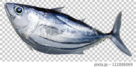 A photo-retouched and cut-out illustration of a plump, round bonito with big eyes. 112886069
