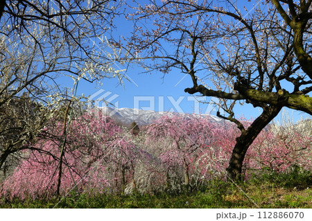 三重県いなべ市藤原町鼎 いなべ市農業公園梅林公園 梅園の満開の梅花と背後の薄く雪化粧した鈴鹿山脈 三重県いなべ市藤原町鼎 いなべ市農業公園梅林公園 梅園の満開の梅花と背後の薄く雪化粧した鈴鹿山脈 112886070