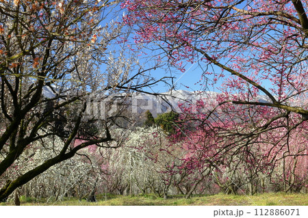 三重県いなべ市藤原町鼎 いなべ市農業公園梅林公園 梅園の満開の梅花と背後の薄く雪化粧した鈴鹿山脈 三重県いなべ市藤原町鼎 いなべ市農業公園梅林公園 梅園の満開の梅花と背後の薄く雪化粧した鈴鹿山脈 112886071