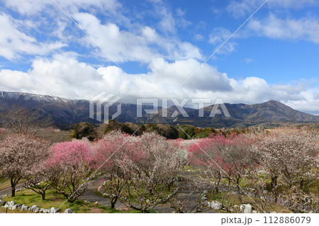 三重県いなべ市藤原町鼎 いなべ市農業公園梅林公園 梅園の満開の梅花と背後の薄く雪化粧した鈴鹿山脈 三重県いなべ市藤原町鼎 いなべ市農業公園梅林公園 梅園の満開の梅花と背後の薄く雪化粧した鈴鹿山脈 112886079