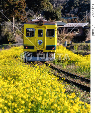 菜の花といすみ鉄道 112886164