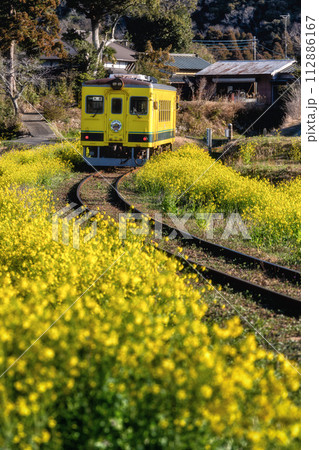 菜の花といすみ鉄道 112886167