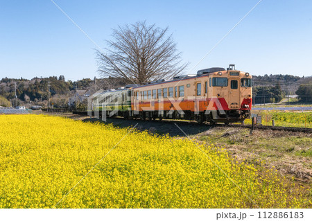 菜の花といすみ鉄道 112886183