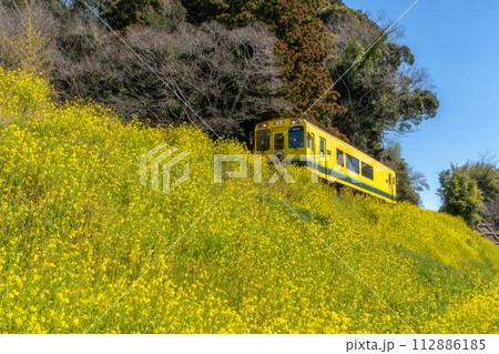 菜の花といすみ鉄道 112886185