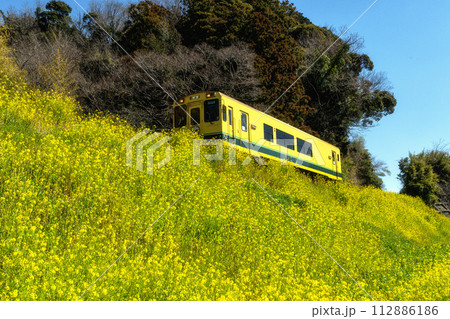 菜の花といすみ鉄道 112886186