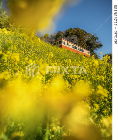 菜の花といすみ鉄道 112886188