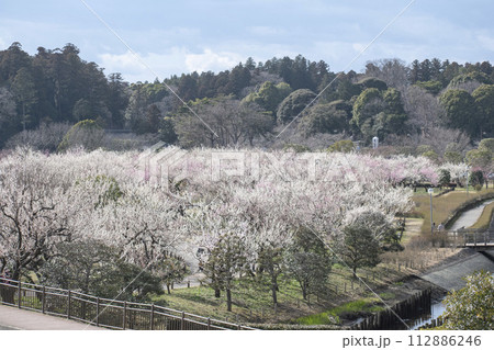 春に咲き誇るたくさんの梅の花 春に咲き誇るたくさんの梅の花 112886246