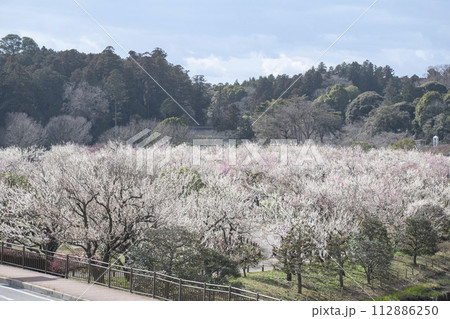 春に咲き誇るたくさんの梅の花 112886250