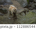 渓谷の綺麗な川で遊ぶ愛犬のポメラニアン 渓谷の綺麗な川で遊ぶ愛犬のポメラニアン 112886544