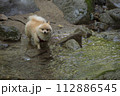 渓谷の綺麗な川で遊ぶ愛犬のポメラニアン 渓谷の綺麗な川で遊ぶ愛犬のポメラニアン 112886545