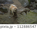 渓谷の綺麗な川で遊ぶ愛犬のポメラニアン 渓谷の綺麗な川で遊ぶ愛犬のポメラニアン 112886547