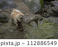 渓谷の綺麗な川で遊ぶ愛犬のポメラニアン 渓谷の綺麗な川で遊ぶ愛犬のポメラニアン 112886549