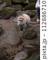 渓谷の綺麗な川で遊ぶ愛犬のポメラニアン 渓谷の綺麗な川で遊ぶ愛犬のポメラニアン 112886710