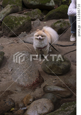 渓谷の綺麗な川で遊ぶ愛犬のポメラニアン 112886710