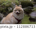 渓谷の綺麗な川で遊ぶ愛犬のポメラニアン 渓谷の綺麗な川で遊ぶ愛犬のポメラニアン 112886713