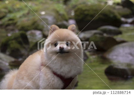 渓谷の綺麗な川で遊ぶ愛犬のポメラニアン 渓谷の綺麗な川で遊ぶ愛犬のポメラニアン 112886714